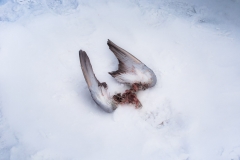 Broken Wings