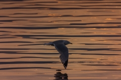 Golden gull
