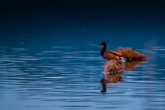 Resting Duck