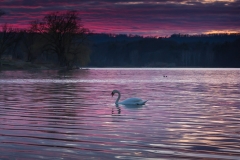 Sunset Swan