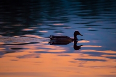 Sunset Swim