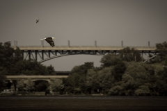 eagle-2