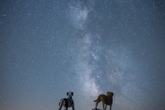 Cosmic Dogs