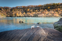 The Bears and the Gorge