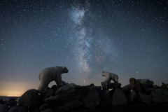 Cosmic Bears